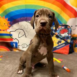 Bumble - Chocolate male Great Dane puppy in Norton, Ohio from Guilty Pleasure Great Danes & Frenchies