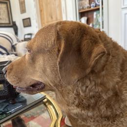 Duchess - Chesapeake Bay Retriever