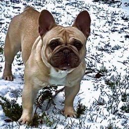 Nova - French Bulldog