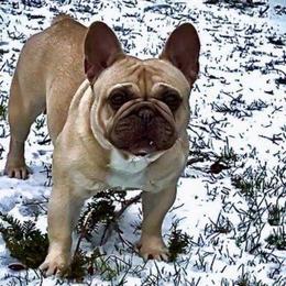Nova - French Bulldog