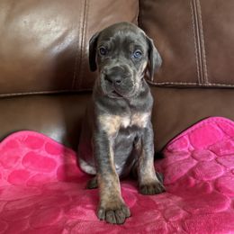 Mary - Blue Brindlepoint - Blue female Great Dane puppy in Morton, Illinois from That Gurl K9s