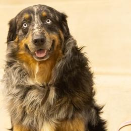 Australian Shepherds and Labrador Retrievers from Triple S Farms