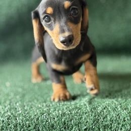 Blakley - Black and tan female Dachshund puppy in Pflugerville, Texas from Dream A Dream Dachshunds