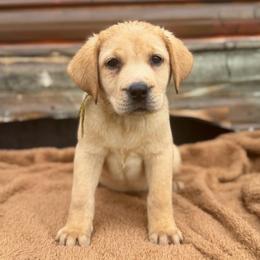 Dash - Yellow male Dilute Retriever puppy in Baldwin City, Kansas from Hedge Lane Labradors