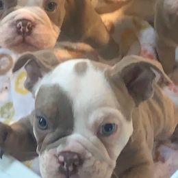 Bulldog Puppies from Ropes n' Wrinkles English Bulldogs