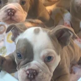 Bulldog Puppies from Ropes n' Wrinkles English Bulldogs