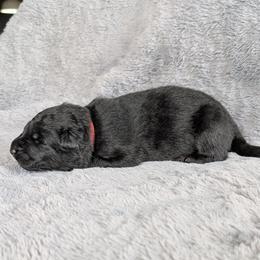Primo - Sable male German Shepherd puppy in Waterloo, New York from Von Nikolaos German Shepherds