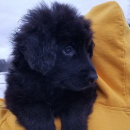 German Shepherd Puppies from von Bauernhöfe Bedard