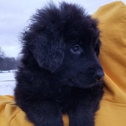 German Shepherd Puppies from von Bauernhöfe Bedard