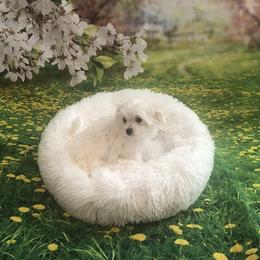 Korean Teacup Ashton - White male Maltese puppy in North Myrtle Beach, South Carolina from Perfect Puppies