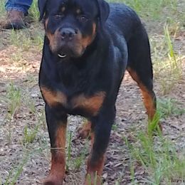 Rottweiler Puppies from Darkstarr Rottweilers