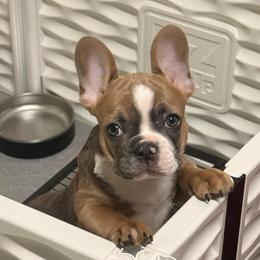 Boy 3 - Blue male French Bulldog puppy in Spanaway, Washington from Frog Faced Frenchies