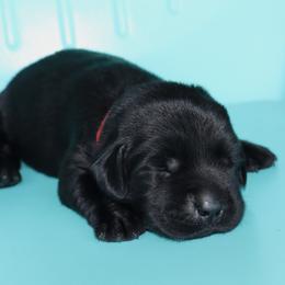 Chip - Black male Labrador Retriever puppy in Camden, Indiana from Camden's Caring Canines