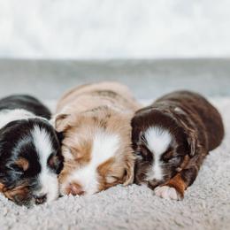 Miniature American Shepherd puppies from Mount Peak Mini American Shepherds