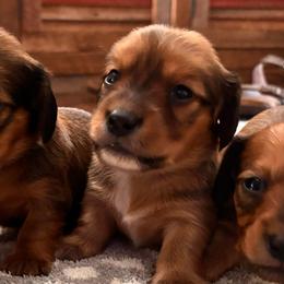 Brave - Red male Dachshund puppy in Clarksdale, Mississippi from Bo Didley's Doxies