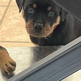 Boy 2 - Black and mahogany male Rottweiler puppy in San Antonio, Texas from HAUS OF RZA