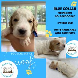 Casper: Blue Collar - Parti male Goldendoodle puppy in Raceland, Louisiana from Cajun Doodles