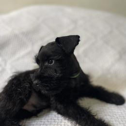 Rover - Salt and pepper male Miniature Schnauzer puppy in San Diego, California from KMS-Miniature Schnauzers