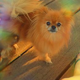 Kiwi - Orange sable female Pomeranian puppy in Albany, Oregon from Purrs N Poms