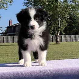 Duke - Black male Border Collie puppy in New Market, Alabama from Kensington Border Collies