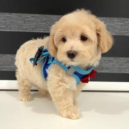Cornbread - Apricot male Maltipoo puppy in Spring, Texas from GlamPaw Maltipoos
