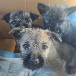 Cairn Terrier puppies from HC4 Homestead Cairn Terriers