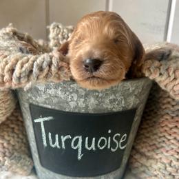 Turquoise - Apricot female Goldendoodle puppy in Grand Blanc, Michigan from Perry Farm Doodles