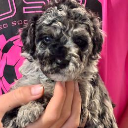 Purple - Merle female Goldendoodle puppy in Holland, Michigan from WAG 52nd