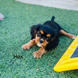 Hex - Black and tan female Cavalier King Charles Spaniel puppy in Temecula, California from McKenna Cavaliers in Southern California