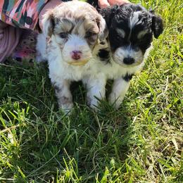 Daffodil (Daffy) - Red merle female Aussiedoodle puppy in Mount Clare, West Virginia from Pineview Farms Australian Shepherds