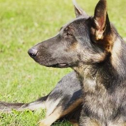 German Shepherds from Blue Phoenix Shepherds