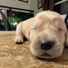 White - Dark golden female Golden Retriever puppy in Madison, Ohio from Heckmans English Cream Golden Retrievers