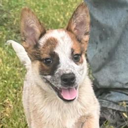 Boy 3 - Red speckled male Australian Cattle Dog puppy in Iowa from OverTime Cattle Dogs
