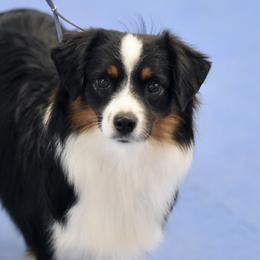Tipsy - Toy Australian Shepherd