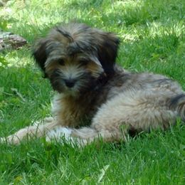 Tibetan Terriers from Welcome to Legacy Tibetan Terriers