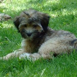 Tibetan Terriers from Welcome to Legacy Tibetan Terriers