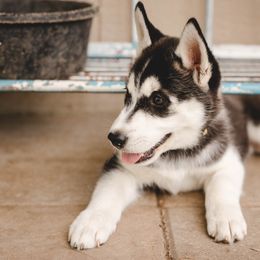 Siberian Husky Puppies from Husky Love and Pups