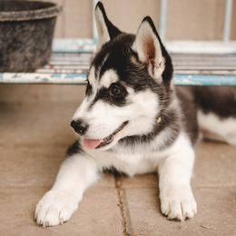 Siberian Husky Puppies from Husky Love and Pups