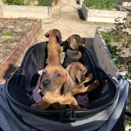 Dachshund Puppies from Harrison Farm
