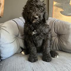 Goldendoodle Puppies from Amy’s Goldendoodles