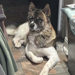 Chops - Akita