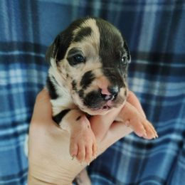 Sweet Pea - Harlequin female Great Dane puppy in Marshall, Michigan from Dream K9