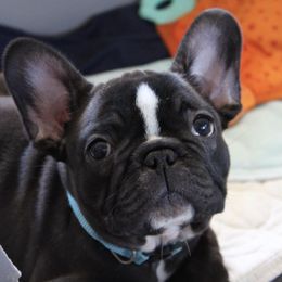 French Bulldogs from Elel’s French Bulldogs