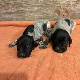 2nd pick of the black roan female pups - Black roan female German Shorthaired Pointer puppy in Freeport, Illinois from Rock Hollow Retrievers