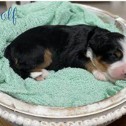 Wolf - Tri-color male Bernedoodle puppy in Henry, Illinois from Rowe Farms Doodles