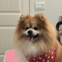 Bruno - Pomeranian