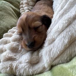 Aurora (Rory) - Red female Dachshund puppy in Summit, South Carolina from Doxies4Paws