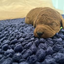 Green collar male - Red  male Goldendoodle puppy in Jurupa Valley, California from gucci_bentleys_goldendoodles