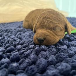 Green collar male - Red  male Goldendoodle puppy in Jurupa Valley, California from gucci_bentleys_goldendoodles