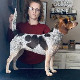Ami - Beagle